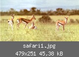 safari1.jpg